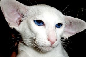 Раскосые глаза у кошек