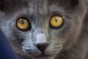 Третий глаз у кошек