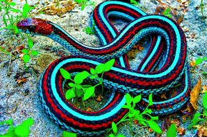 Цветные змеи