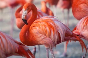 Розовый фламинго птица
