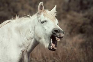 Лошадь с открытым ртом