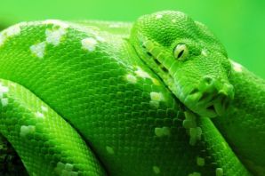 Змея светло зеленого цвета