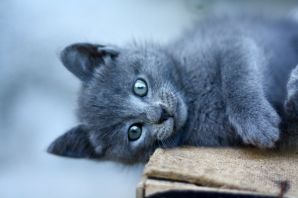 Шотландский голубой кот
