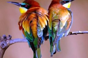 Окраска птиц