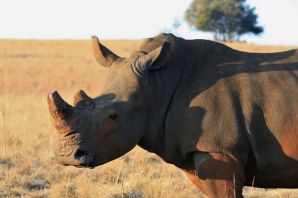 Панцирный носорог
