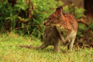 Сумчатая мышь австралии