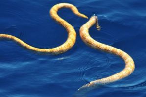 Морская змея в черном море