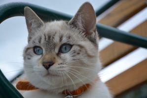 Охос азулес кошка с голубыми глазами