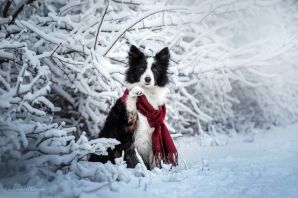 Зимние собаки