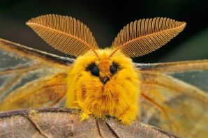Самое милое насекомое в мире