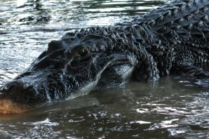 Амазонки крокодилы