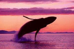Блювал кит