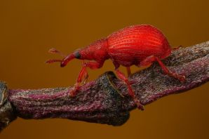 Очень мелкое красное насекомое