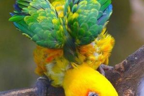 Самые маленькие попугаи