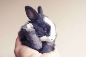 Маленький белый кролик