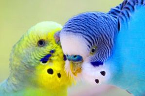 Волнистый попугай без перьев