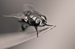 Летучие насекомые