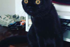 Черный вислоухий кот с желтыми глазами