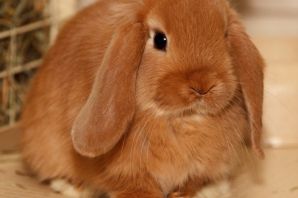 Вислоухий минилоп кролик