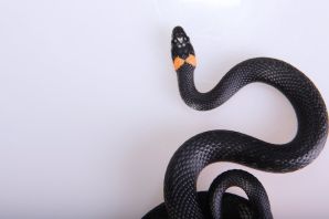 Змея серая с черными пятнами