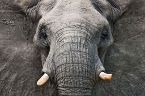 Агрессивный слон