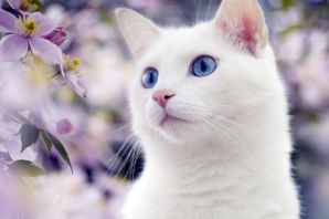 Красивые белые кошки