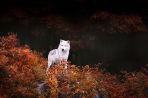 Волк осенью