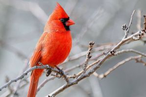 Птичка кардинал