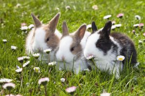 Откорм кроликов