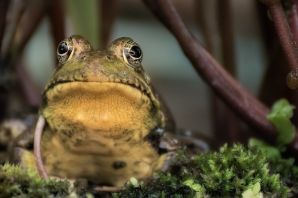 Самая красивая жаба в мире