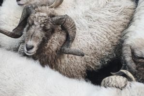 Австралийские овцы