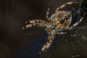 Большие пауки в доме