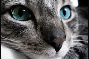 Серые глаза у кошек