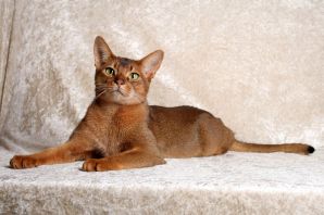 Абиссинская кошка шоколадного окраса