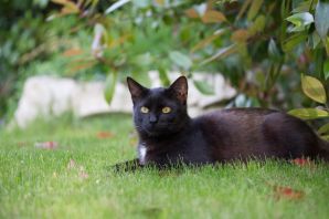Домашняя черная кошка