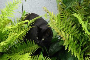 Бомбейский кот черный