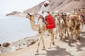 Верблюды в египте