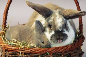 Виды зайцев и кроликов