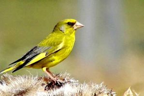 Желто зеленая птица