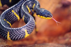 Змея с раздвоенным хвостом