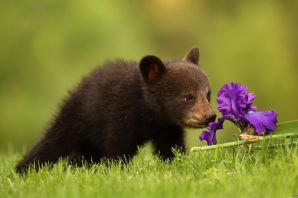 Медведь и цветы