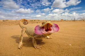 Ящерица круглоголовка в пустыне