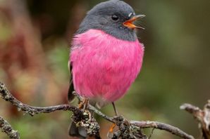 Виды розовых птиц
