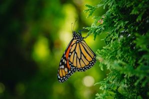 Ядовитая бабочка монарх