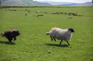 Шотландские овцы