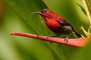 Красная птица с длинным клювом