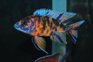 Аулонокара рыбка