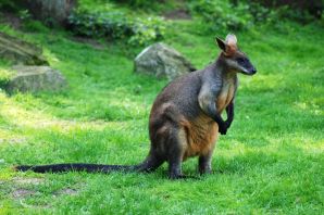 Животные обитающие в австралии