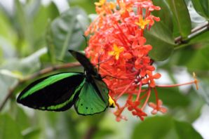 Бабочки таиланда