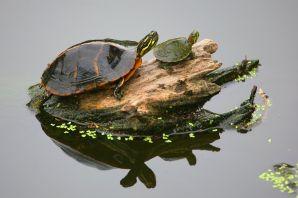 Черепахи домашние водные